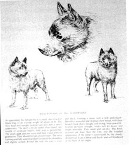 schipperke-print schipperke print