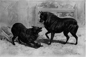 two_schips_with_ball two schipperke with ball