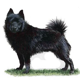 Schipperke breed seminar 3rd December 2011