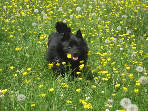 Schipperke in Buttercup field Schipperke amongst the buttercups