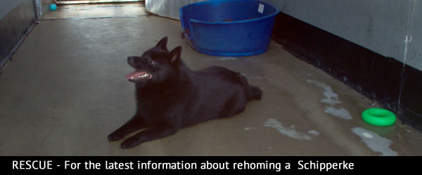 Schipperke Rescue schipperke-rescue