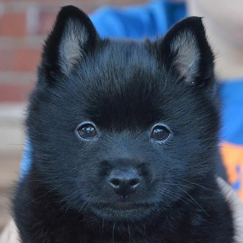 black femal Schipperke puppy head