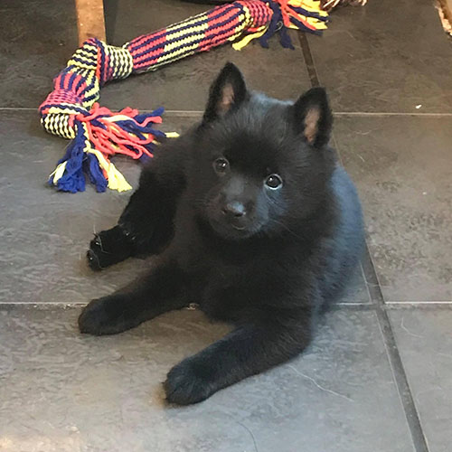 black schipperke puppy