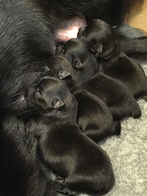newborn Schipperke puppies