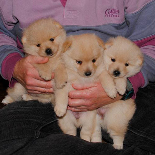 tyhree cream female Schipperke puppies