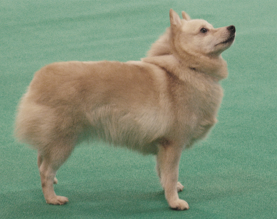 Schipperke CH REXFORD ICE MAIDEN